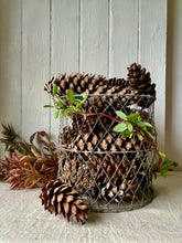 Load image into Gallery viewer, A selection of 5 outsized fir cones
