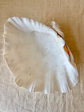 Load image into Gallery viewer, Large natural clam shell