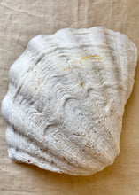 Load image into Gallery viewer, Large natural clam shell
