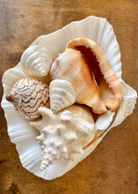 Load image into Gallery viewer, Large natural clam shell
