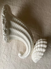 Load image into Gallery viewer, Spode Velamour Cornucopia Shell vase
