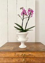 Load image into Gallery viewer, Crown Devon creamware urn
